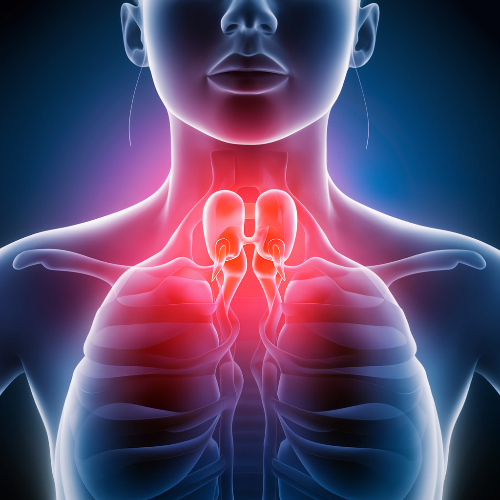 tireoidecorpo tireoide em destaque no corpo 3D