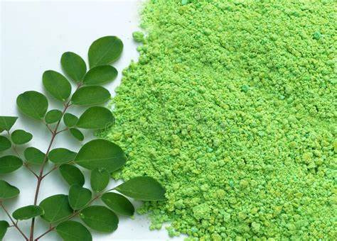 moringaoleifera moringaoleifera