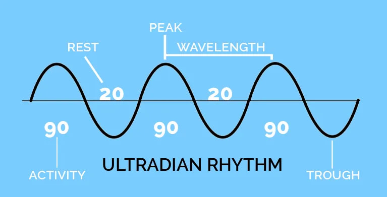 ultradianrhythm ultradianrhythm